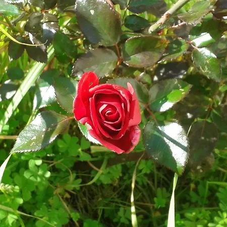 Dos Almas Bed and breakfast Bari