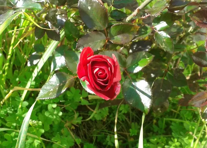 Dos Almas Bed & Breakfast Bari